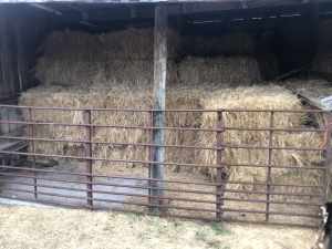 P/P Organic hay bales, weed free, spray free, $10 per bale