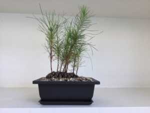 Bonsai pine tree forest coming from pine cone