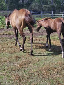 Thougherbred Filly For Sale