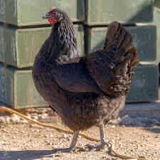 •SOLD••••3 black Australorpe hens