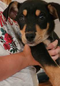 1 male pure breed Kelpie black and tan puppy left