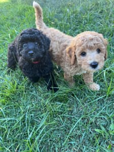 Cavoodle Puppies DNA Clear