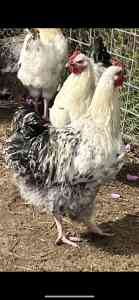 6 heritage meat bird roosters