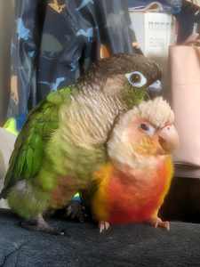*pending pickup*2 hand raised conures for sale