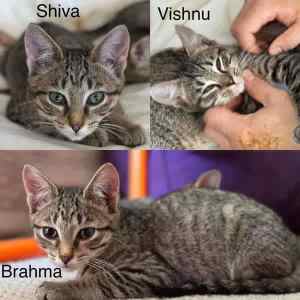 Brahma, Shiva & Vishnu - Perth Animal Rescue Inc vet work cat/kitten