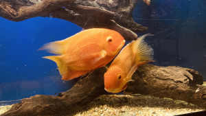 Super Red Severum cichlid fish