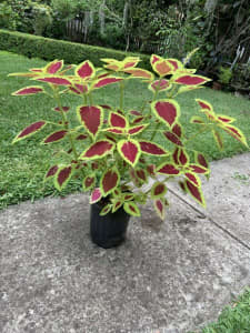 Coleus Plant ( Multi colour)