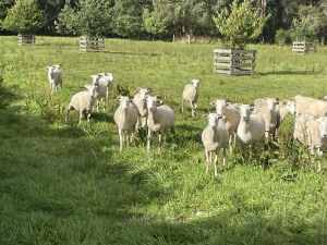 Wiltshire Horn Maiden Ewes Sheep