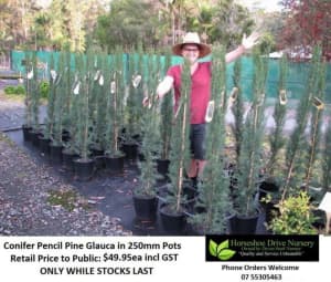 Pencil Pines Glauca Narrow Corridors Full Sun Feature Plant HS072 Mudgeeraba Gold Coast South Preview
