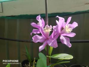 Cattleya Orchid - Light purple in flower