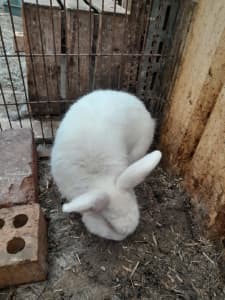 White Rabbit male 14months old
