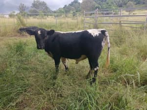 Speckle Park Bull 12 months old