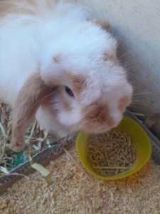 Male Rabbit with Hutch / Cage