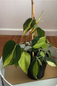 Indoor plants philodendron Brazil 