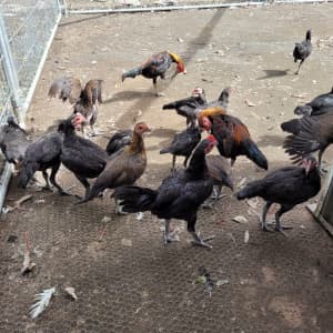 Game fowl for Sale | Hens, Roosters, Pullets, Cockerels | Game Chicken