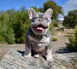 All SOLD ! Quality French bulldog Puppies
