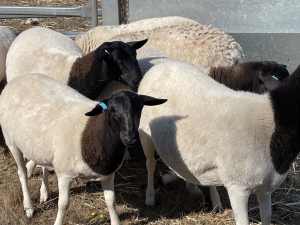 Dorper ewes for sale