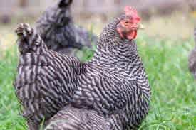plymouth rock chickens For sale