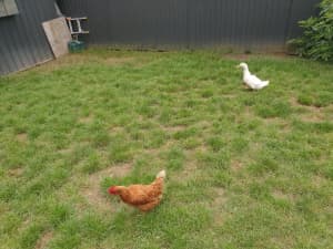 free pekin ducks and isa brown chickens 