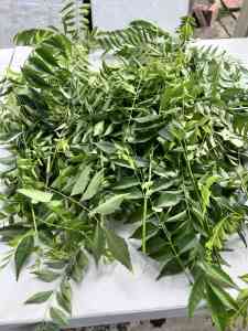 Free fresh curry leaves