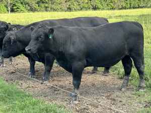 Angus Stud & Commercial Bulls and Heifers