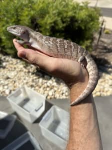 100% white northern and Anery blue tongue lizard