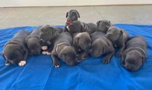 American Staffy Staffordshire Pedigree Blue Puppies 