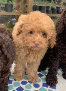 GORGEOUS TOY POODLE X PUPPY(APRICOT MALE)