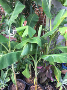 Banana trees for sale, a few good sizes.