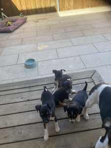 Mini foxie x chihuahua puppies for sale