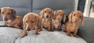 Miniature Dachshund Puppies Purebred