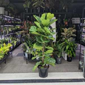 Ficus Lyrata - 300mm (Goulburn Delivery Sunday)