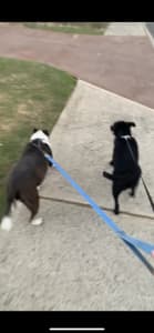 Dog Walking 