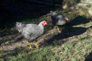 Plymouth rock roosters