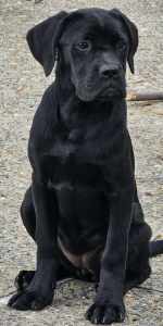 CANE CORSO Strong imported bloodines
