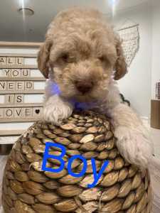 Toy poodle (male and female )