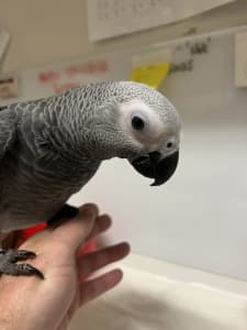 Hand Raised African Grey Parrot