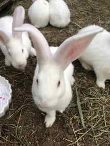 Rabbits - Flemish Giants / New Zealand White