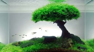 X-mas moss - Aquarium plants for fish tanks - $5