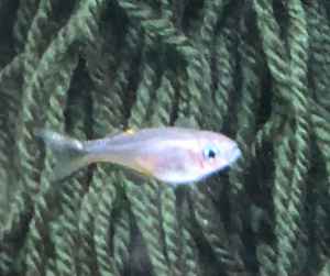 Female fork tail blue eye rainbowfish (Pseudomugil Furcatus)
