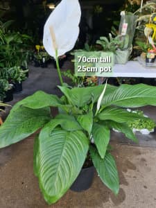 Peace lily / 70cm tall / 25cm pot / Indoor Elegance