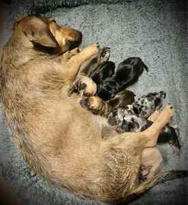 Gorgeous Mini Jack Russel x Dashhound puppies