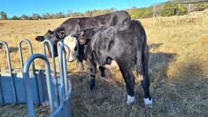Cows in calf, 5mo calves at foot