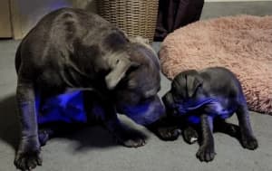 Blue English Staffy Pup..Available now 