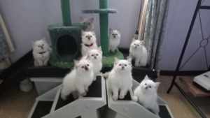 vacc x2: and chipped Ragdoll kittens 
