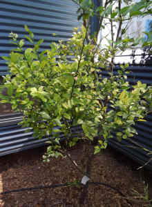 Finger Lime Red Centre - mature tree