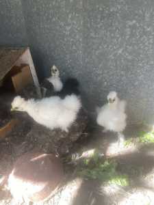 3 week old silky chickens