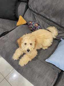 6 Months Old Toy Poodle