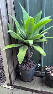 Yucca for sale 