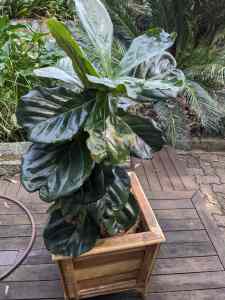 Fiddle leaf plant in display pot